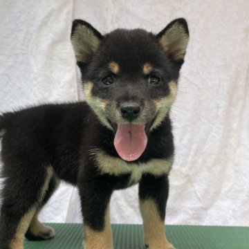 柴犬(豆柴)【広島県・女の子・2024年5月20日・黒】の写真「可愛いすぎる豆柴」