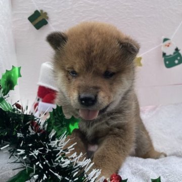 柴犬(標準サイズ)【広島県・女の子・2023年10月29日・赤】の写真「珍しいひとりっこ✨」