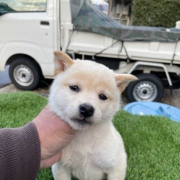 柴犬(標準サイズ)【広島県・女の子・2023年1月21日・白】の写真「可愛い白柴」