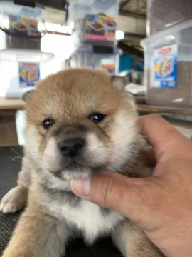 柴犬(標準サイズ)【広島県・男の子・2020年3月20日・赤】の写真「綺麗な色合いに育ちそうです」