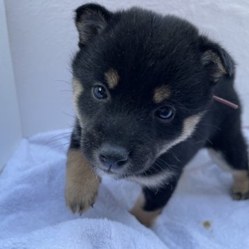 柴犬(豆柴)【広島県・女の子・2023年11月6日・黒】の写真「豆柴3兄妹」