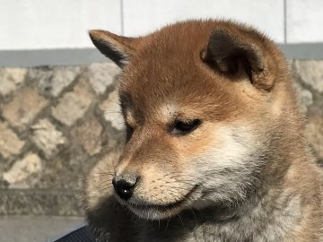 柴犬(標準サイズ)【広島県・男の子・2018年8月14日・赤】の写真「綺麗な毛並みの良い柴犬になります」