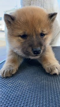 柴犬(標準サイズ)【広島県・男の子・2021年12月10日・赤】の写真「可愛らしい柴犬」