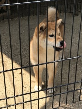 柴犬(標準サイズ)【広島県・女の子・2018年2月14日・赤】の写真「両親共に若犬賞で遺伝子検査クリアの子」