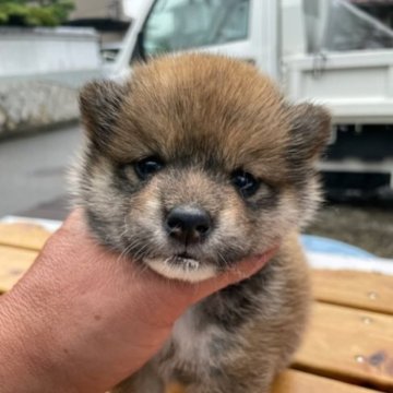 柴犬(標準サイズ)【広島県・女の子・2023年6月10日・赤】の写真「可愛い柴犬ちゃんです」