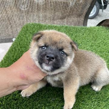 柴犬(豆柴)【広島県・男の子・2022年7月5日・赤】の写真「可愛い豆柴です。」