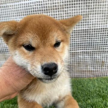 柴犬(標準サイズ)【広島県・男の子・2022年9月19日・赤】の写真「ぽっちゃりな柴犬」