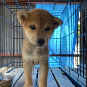 柴犬(標準サイズ)【広島県・男の子・2022年4月15日・赤】の写真「小ぶりの可愛い柴犬」