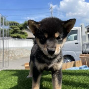 柴犬(標準サイズ)【広島県・男の子・2022年7月26日・黒】の写真「可愛い柴犬ちゃん」