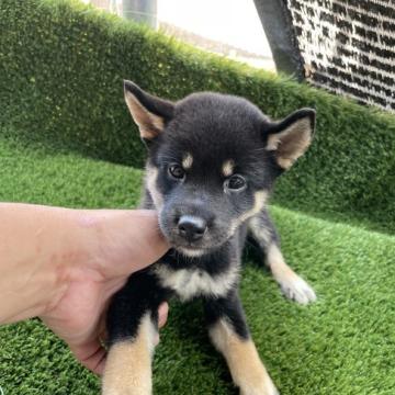 柴犬(標準サイズ)【広島県・女の子・2022年6月9日・黒】の写真「可愛い黒柴」