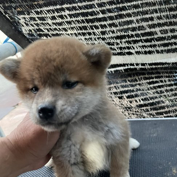 柴犬(標準サイズ)【広島県・男の子・2022年4月3日・赤】の写真「可愛い柴やん」