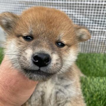 柴犬(標準サイズ)【広島県・男の子・2022年10月16日・赤】の写真「可愛い柴犬」