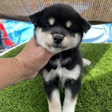 柴犬(標準サイズ)【広島県・男の子・2022年8月6日・黒】の写真「可愛い黒柴です。」