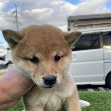 柴犬(標準サイズ)【広島県・女の子・2022年9月10日・赤】の写真「可愛い柴犬」