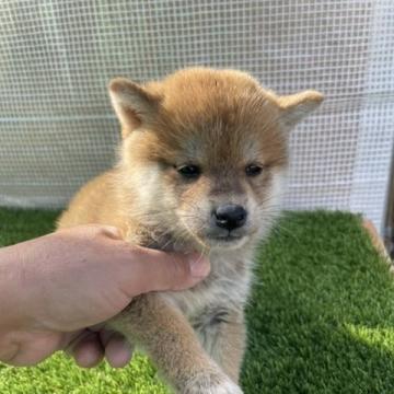 柴犬(標準サイズ)【広島県・男の子・2022年9月17日・赤】の写真「小ぶり柴で可愛い」