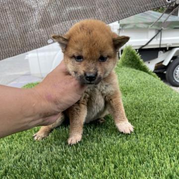 柴犬(標準サイズ)【広島県・女の子・2022年6月25日・赤】の写真「小ぶりな柴犬」