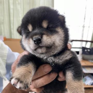 柴犬(標準サイズ)【広島県・男の子・2022年6月13日・黒】の写真「可愛い柴犬」