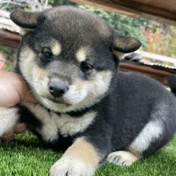 柴犬(標準サイズ)【広島県・男の子・2022年10月10日・黒】の写真「可愛い黒柴」