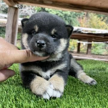 柴犬(標準サイズ)【広島県・男の子・2022年10月25日・黒】の写真「可愛い黒柴」