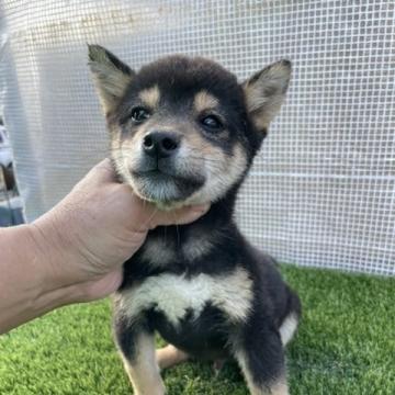 柴犬(標準サイズ)【広島県・男の子・2022年8月27日・黒】の写真「小ぶりの可愛い黒柴」