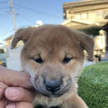 柴犬(標準サイズ)【広島県・男の子・2022年9月19日・赤】の写真「可愛い柴犬です」