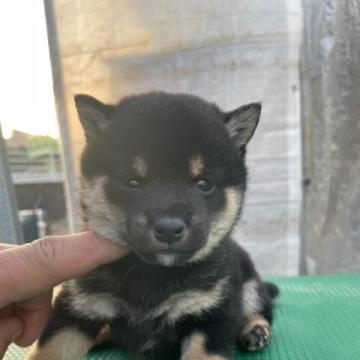 柴犬(豆柴)【広島県・女の子・2022年10月15日・黒】の写真「特上可愛い豆柴」