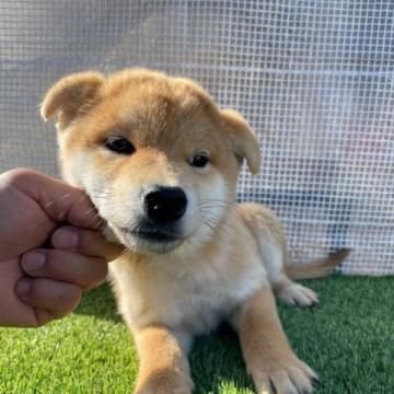 柴犬(標準サイズ)【広島県・男の子・2022年8月10日・赤】の写真「可愛い柴犬ちゃん」