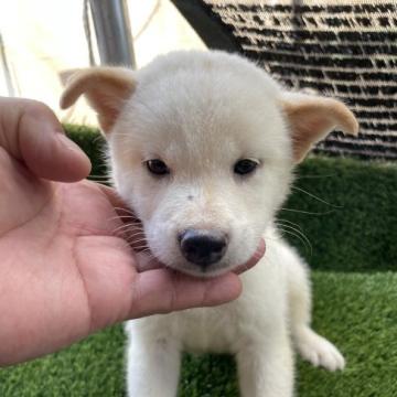 柴犬(標準サイズ)【広島県・男の子・2022年6月9日・白】の写真「可愛い白柴」