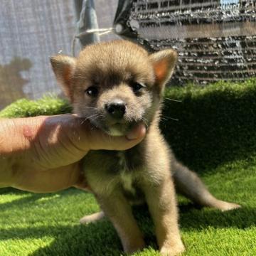 柴犬(標準サイズ)【広島県・女の子・2022年6月22日・胡麻】の写真「希少な胡麻です。」