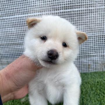 柴犬(標準サイズ)【広島県・男の子・2022年10月31日・白】の写真「純白な柴犬」