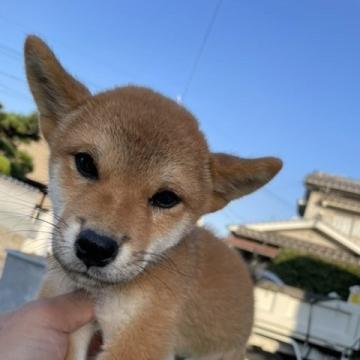 柴犬(標準サイズ)【広島県・男の子・2022年8月12日・赤】の写真「可愛い赤柴です。」