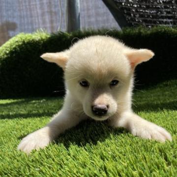 柴犬(標準サイズ)【広島県・男の子・2022年6月22日・白】の写真「希少な白柴」