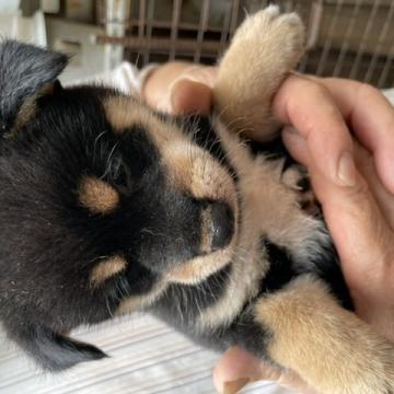 柴犬(標準サイズ)【広島県・男の子・2022年6月15日・黒】の写真「柄のいい黒柴」