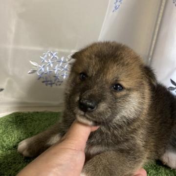 柴犬(標準サイズ)【広島県・女の子・2022年6月5日・赤】の写真「可愛い柴犬です」