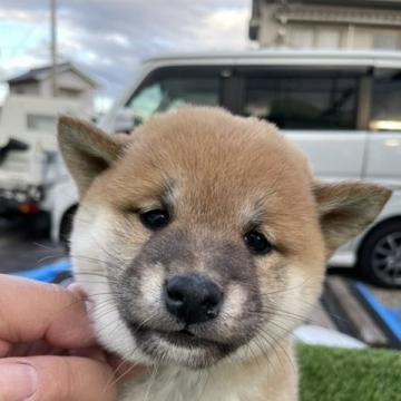 柴犬(標準サイズ)【広島県・男の子・2022年9月10日・赤】の写真「タヌキの様な子犬」