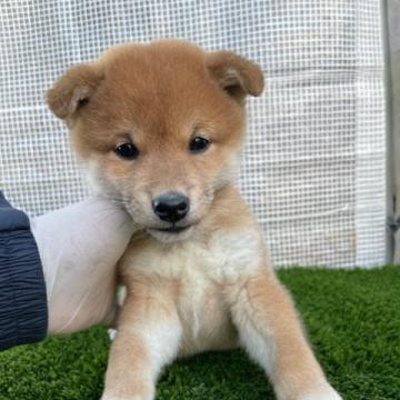 柴犬(標準サイズ)【広島県・男の子・2022年10月25日・赤】の写真「小ぶり柴の可愛い子です。」