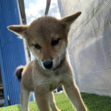 柴犬(標準サイズ)【広島県・男の子・2022年8月12日・赤】の写真「可愛い赤柴です。」