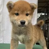 柴犬(標準サイズ)【広島県・女の子・2024年5月18日・赤】の写真1