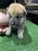 柴犬(標準サイズ)【広島県・男の子・2021年6月3日・赤】の写真1「可愛いですよ」