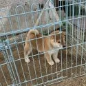 柴犬(標準サイズ)【広島県・男の子・2018年11月4日・赤】の写真1「元気良く育っています」