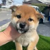 柴犬(標準サイズ)【広島県・男の子・2022年12月7日・赤】の写真1