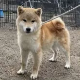 柴犬(標準サイズ)【広島県・男の子・2023年7月11日・赤】の写真1