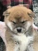 柴犬(標準サイズ)【広島県・男の子・2018年2月14日・赤】の写真1「この母犬がまた抜群にいい犬なんです、その子犬だから抜群にいい犬になります」