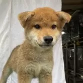 柴犬(標準サイズ)【広島県・男の子・2024年5月8日・赤】の写真1「オスらしい顔貌」