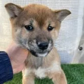 柴犬(標準サイズ)【広島県・男の子・2022年12月7日・赤】の写真1