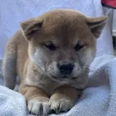 柴犬(標準サイズ)【広島県・男の子・2023年10月1日・赤】の写真1