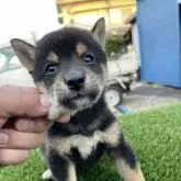 柴犬(標準サイズ)【広島県・女の子・2022年8月27日・黒】の写真1