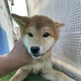 柴犬(標準サイズ)【広島県・男の子・2022年7月20日・赤】の写真1