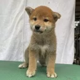 柴犬(標準サイズ)【広島県・女の子・2024年5月18日・赤】の写真2