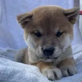 柴犬(標準サイズ)【広島県・男の子・2023年10月1日・赤】の写真2